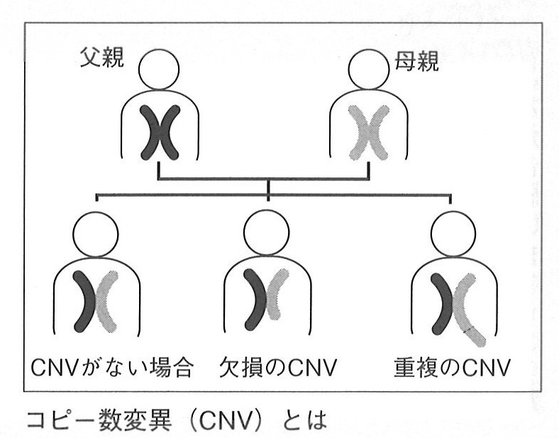 ＣＮＶ