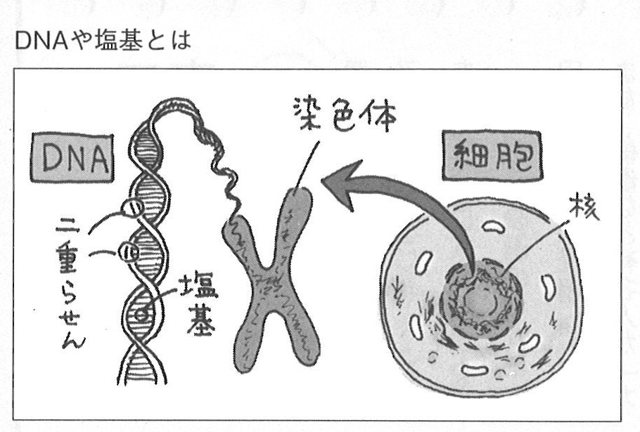 ＤＮＡ